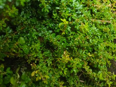 Pilea microphylla grows very well on terraces and is partly overgrown with moss. This plant is native to tropical Florida, Mexico, the West Indies, and Central and South America. clipart