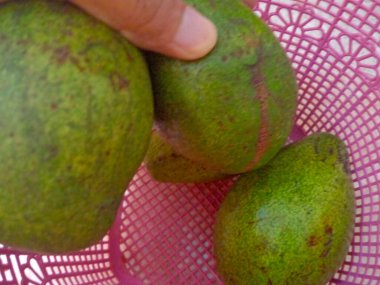 Eski mangolar pembe bir sepete konur..