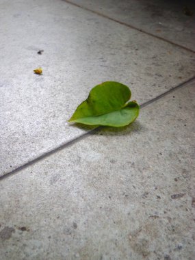 Yeşil yapraklar ve küçük sarı yapraklar rüzgarda terasa düştü..