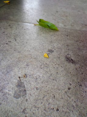 Yeşil yapraklar ve küçük sarı yapraklar rüzgarda terasa düştü..