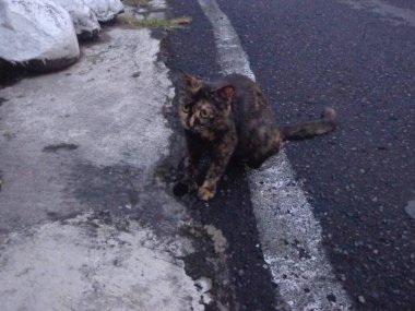 Yolun kenarında oturan sevimli kedi. 