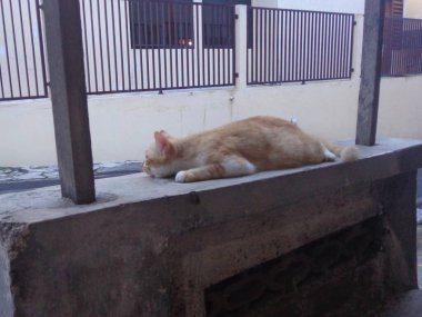 Beton bir sandalyede dinlenen sevimli bir turuncu kedi..