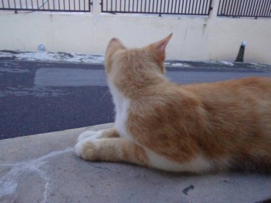 Beton bir sandalyede dinlenen sevimli bir turuncu kedi..