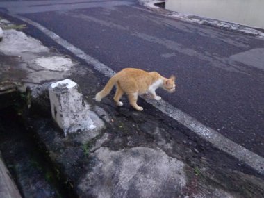Yolun kenarında oynayan turuncu kedi..