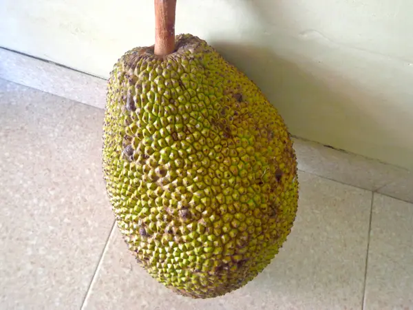 Fresh jackfruit has a natural color and is ripe.