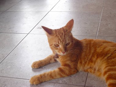 Terasta uzanan sevimli turuncu kedi..