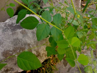 Kuru topraktaki kayalık yarıktan filizlenen yeşil asma. Esnek doku arkaplanı.