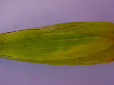 Yeşil ve hafif sarı kabuklu taze mısır. Beyaz arkaplanlı fotoğraf.