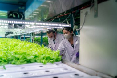 Sera Hidrofonik Dikey Çiftlik Eko Sistemi 'nin içinde. Salatayı denetleyen işçi, kadın ve erkek tarım araştırmacısı serada çalışan şehir hidroponiği çiftliği..