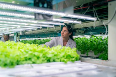 Sera Hidrofonik Dikey Çiftlik Eko Sistemi 'nin içinde. Salatayı denetleyen işçi, kadın ve erkek tarım araştırmacısı serada çalışan şehir hidroponiği çiftliği..