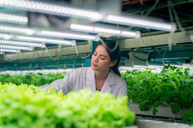 Sera Hidrofonik Dikey Çiftlik Eko Sistemi 'nin içinde. Salatayı denetleyen işçilerle birlikte şehir hidroponiği çiftliği. 