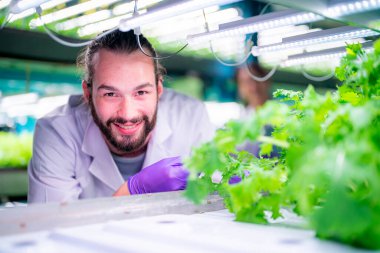 Sera Hidrofonik Dikey Çiftlik Eko Sistemi 'nin içinde. Salatayı denetleyen işçilerle birlikte şehir hidroponiği çiftliği. 