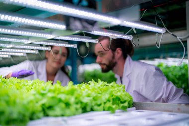 Sera Hidrofonik Dikey Çiftlik Eko Sistemi 'nin içinde. Salatayı denetleyen işçi, kadın ve erkek tarım araştırmacısı serada çalışan şehir hidroponiği çiftliği..