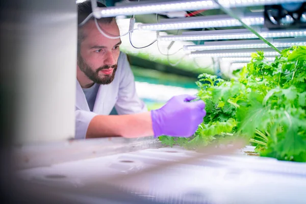 stock image Inside of Greenhouse Hydroponic Vertical Farm Eco system. Urban hydroponics farm with worker inspecting salad 