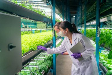 Sera Hidrofonik Dikey Çiftlik Eko Sistemi 'nin içinde. Salatayı denetleyen işçi, kadın ve erkek tarım araştırmacısı serada çalışan şehir hidroponiği çiftliği..