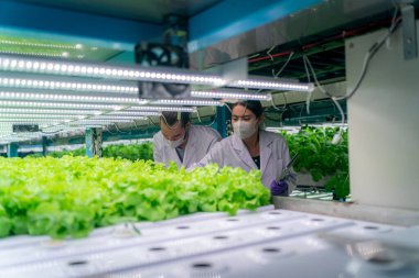 Sera Hidrofonik Dikey Çiftlik Eko Sistemi 'nin içinde. Salatayı denetleyen işçi, kadın ve erkek tarım araştırmacısı serada çalışan şehir hidroponiği çiftliği..