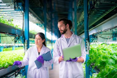 Sera Hidrofonik Dikey Çiftlik Eko Sistemi 'nin içinde. Salatayı denetleyen işçi, kadın ve erkek tarım araştırmacısı serada çalışan şehir hidroponiği çiftliği..