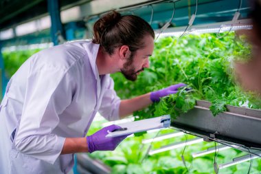 Sera Hidrofonik Dikey Çiftlik Eko Sistemi 'nin içinde. Salatayı denetleyen işçilerle birlikte şehir hidroponiği çiftliği. 