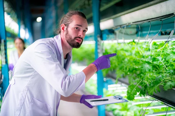 stock image Inside of Greenhouse Hydroponic Vertical Farm Eco system. Urban hydroponics farm with worker inspecting salad 