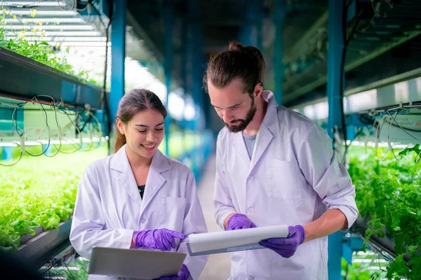 stock image Inside of Greenhouse Hydroponic Vertical Farm Eco system. Urban hydroponics farm with worker inspecting salad, Female and male agricultural researcher working in a greenhouse.