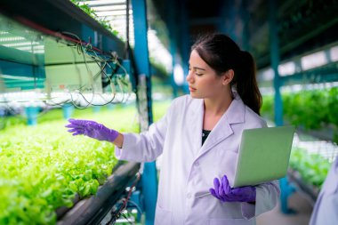 Sera Hidrofonik Dikey Çiftlik Eko Sistemi 'nin içinde. Salatayı denetleyen işçilerle birlikte şehir hidroponiği çiftliği. 