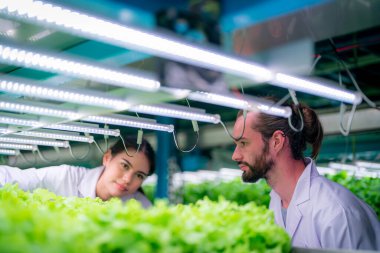 Sera Hidrofonik Dikey Çiftlik Eko Sistemi 'nin içinde. Salatayı denetleyen işçi, kadın ve erkek tarım araştırmacısı serada çalışan şehir hidroponiği çiftliği..