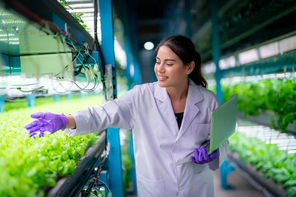 stock image Inside of Greenhouse Hydroponic Vertical Farm Eco system. Urban hydroponics farm with worker inspecting salad 
