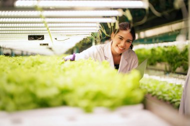 Botanik bilimcisi, hidrofonik çiftliğinde organik roka yetiştirildiğini gözlemliyor..