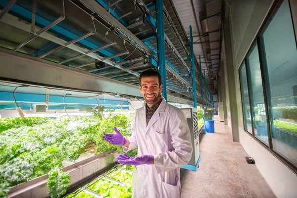 Botany Scientist Observes Growing Organic Arugula Hydroponics Farm — Stock Photo, Image