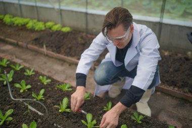 Bilim adamı analiz için hidrofonik sebze örneği topluyor..