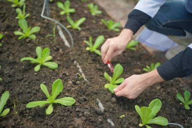Bilim adamı analiz için hidrofonik sebze örneği topluyor..