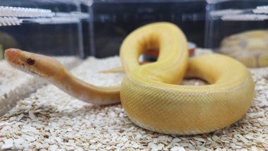 Python molurus bivitattus yılanların en büyüklerinden biridir. Güneydoğu Asya 'nın büyük bir bölgesine özgüdür ancak başka yerlerde istilacı bir tür olarak bulunur.