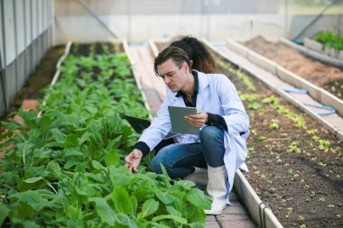 Bilim adamları seradaki organik sebzeleri tarımsal teknoloji kavramını inceliyor.