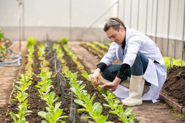 Bilim adamı analiz için hidrofonik sebze örneği topluyor..