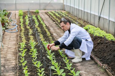 Bilim adamları seradaki organik sebzeleri tarımsal teknoloji kavramını inceliyor.