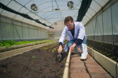 Biyolog, seradaki sebze çiftliğinin sahibi organik sebzelerin kalitesini kontrol ediyor..