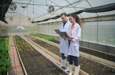 Bilim adamları seradaki organik sebzeleri tarımsal teknoloji kavramını inceliyor.