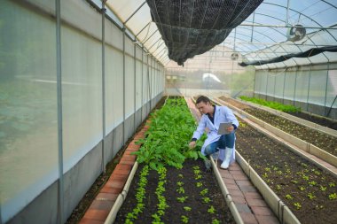 Biyolog, seradaki sebze çiftliğinin sahibi organik sebzelerin kalitesini kontrol ediyor..