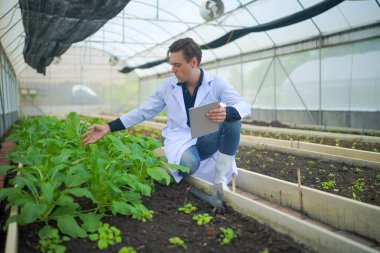 Biyolog, seradaki sebze çiftliğinin sahibi organik sebzelerin kalitesini kontrol ediyor..