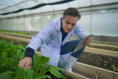 Scientis are analyzing organic vegetables plants in greenhouse , concept of agricultural technology