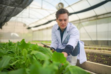 Biyolog, seradaki sebze çiftliğinin sahibi organik sebzelerin kalitesini kontrol ediyor..