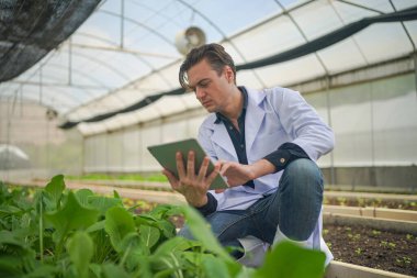 Biyolog, seradaki sebze çiftliğinin sahibi organik sebzelerin kalitesini kontrol ediyor..