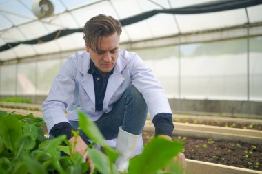 Bilim adamları seradaki organik sebzeleri tarımsal teknoloji kavramını inceliyor.