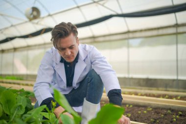 Biyolog, seradaki sebze çiftliğinin sahibi organik sebzelerin kalitesini kontrol ediyor..