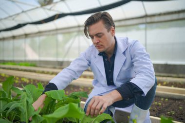 Biyolog, seradaki sebze çiftliğinin sahibi organik sebzelerin kalitesini kontrol ediyor..