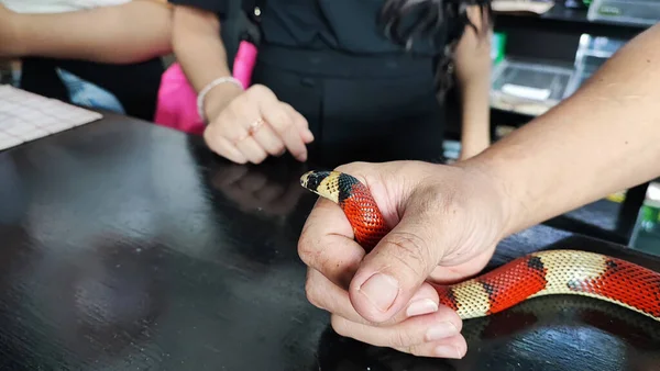Esotico Animale Domestico Serpente Esaminato Dal Veterinario Nelle Sue Mani — Foto Stock