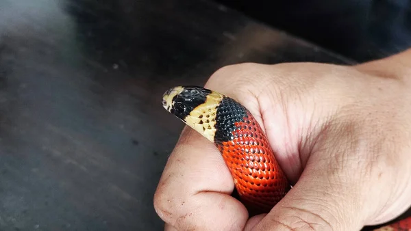 Exotic pet snake examined by veterinarian in his hands.