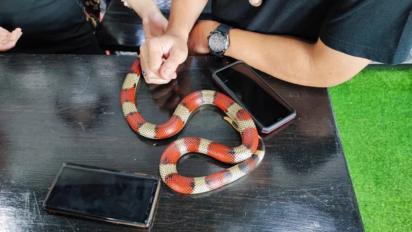 Exotic pet snake examined by veterinarian in his hands.