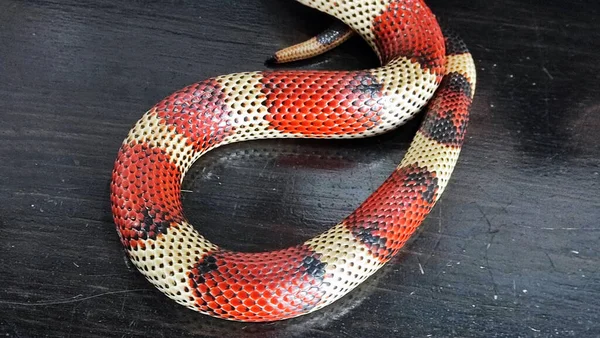 Екзотичний Золотий Python Екзотична Змія — стокове фото