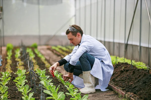 Wissenschaftler Analysieren Bio Gemüsepflanzen Gewächshaus Konzept Der Landtechnik — Stockfoto